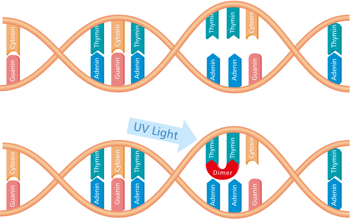 How UV disinfection works