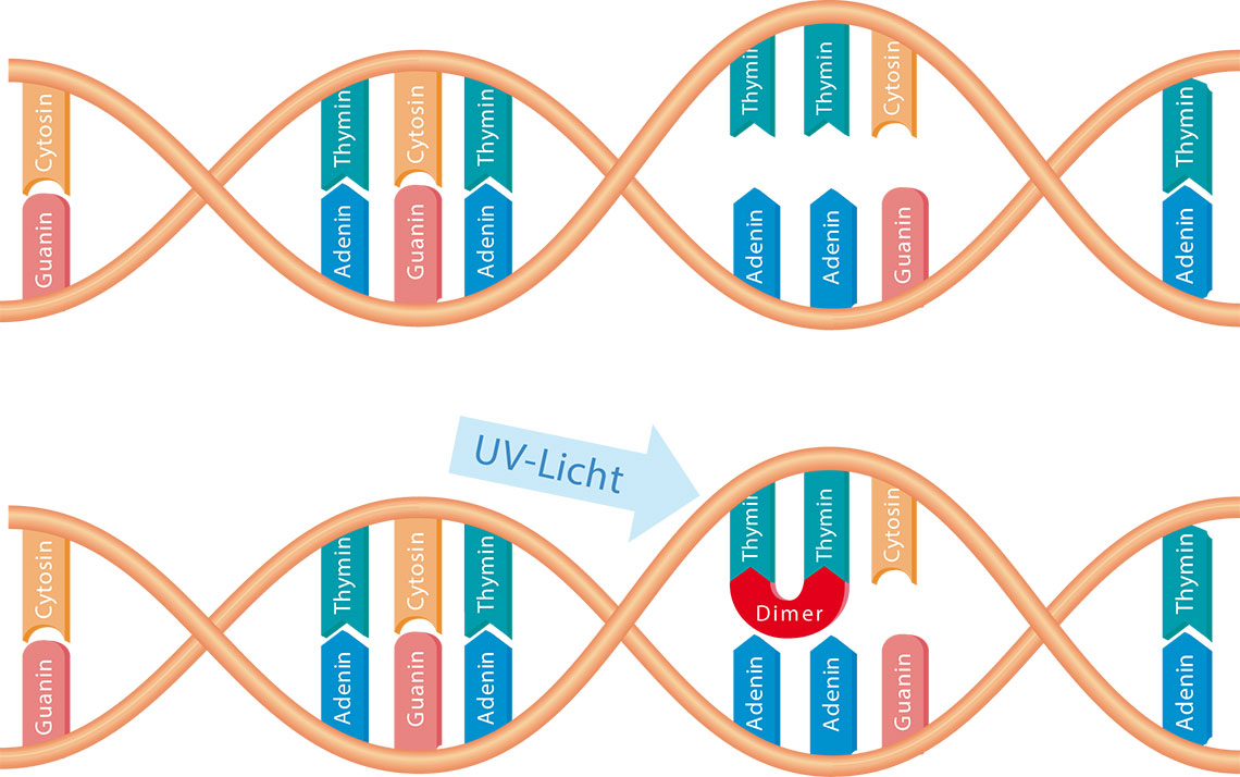 Funktionsweise UV-Desinfektion